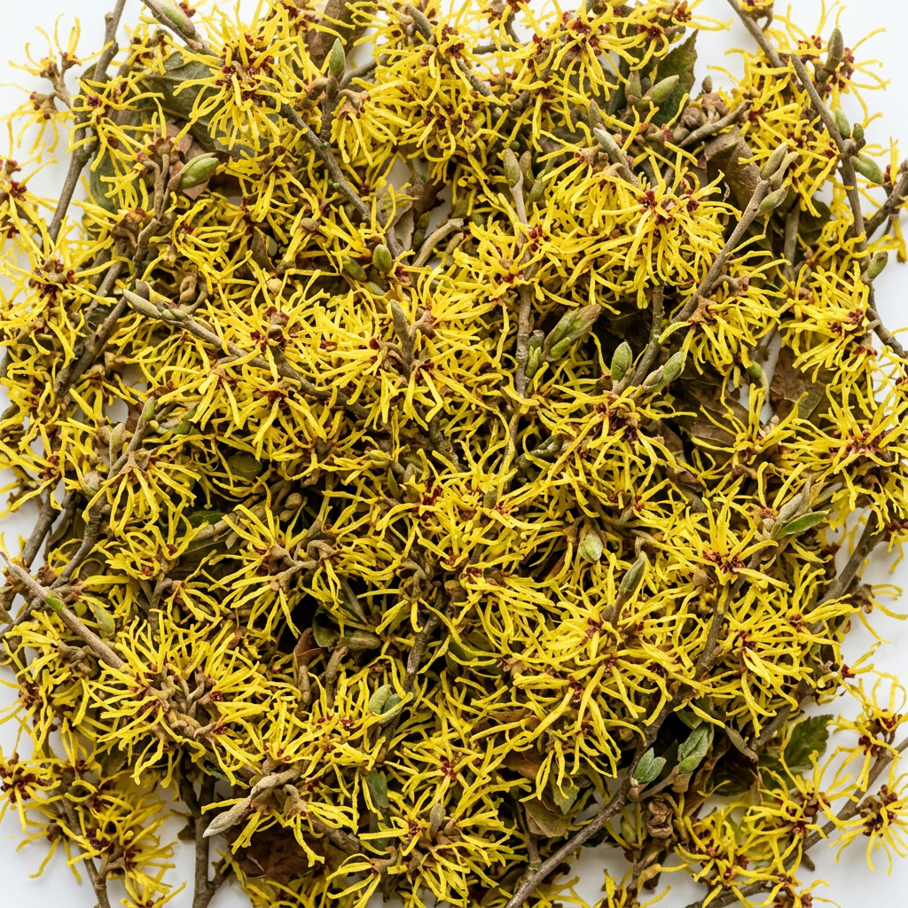 Firefly_Gemini_Flash_Generate_high_quality_close_up_shot_of_witch_hazel_on_white_background_top_shot._Fill_60322.png
