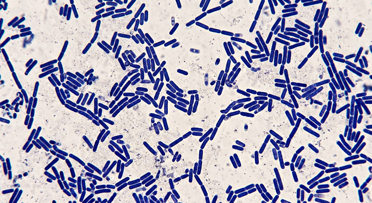 Firefly_Gemini_Flash_lactobacillus_under_microscope_for_thumbnail_without_any_text_60322.png